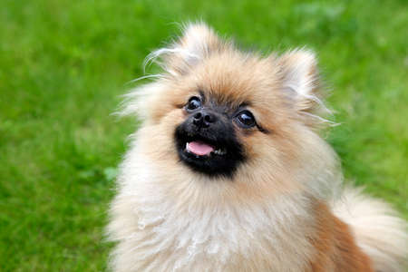 Spitz puppy isolated on white backgroundの写真素材