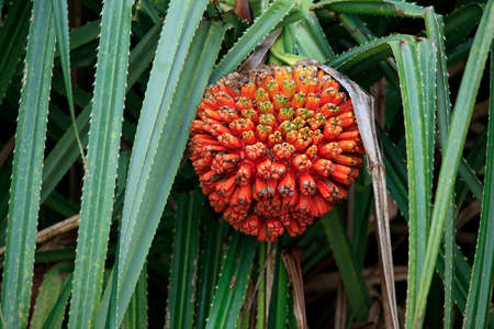 Hala fruit Pandanus tectorius in a treeの写真素材