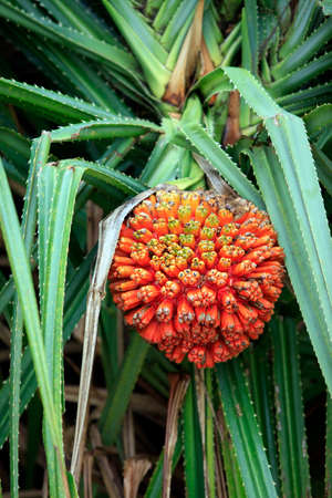 Hala fruit Pandanus tectorius in a treeの写真素材