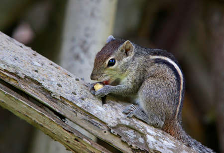 Squirrel eat fruit sitting on a tree. Sri lankaの写真素材