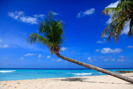 Untouched tropical beach with a palm tree in Barbadosの写真素材