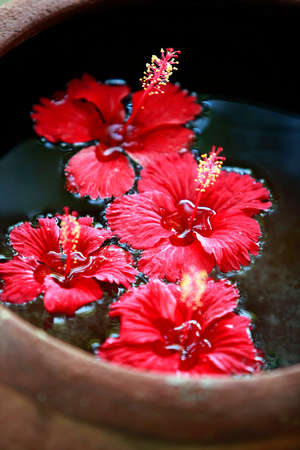 Hibiscus flower in water close-upの写真素材