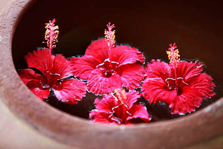 Hibiscus flower in water close-upの写真素材
