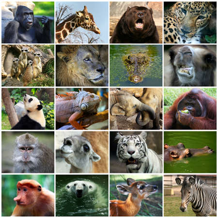 Collage with different animal faces.の写真素材