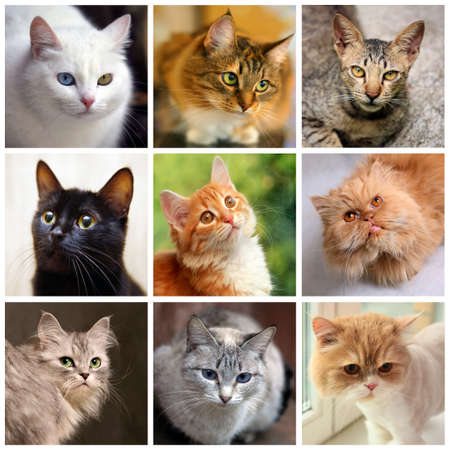 Portraits of cats, collage with domestic animals in different situationsの写真素材