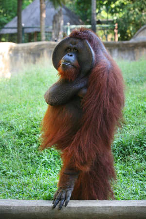 Adult orangutan in zoo. Indonesiaの写真素材