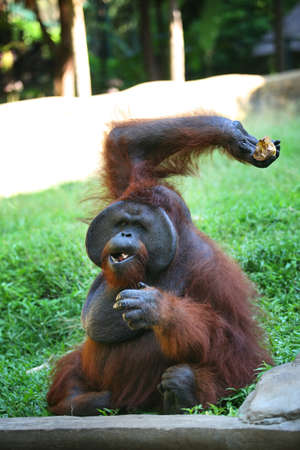 The orangutan close-up eats a mangoの写真素材