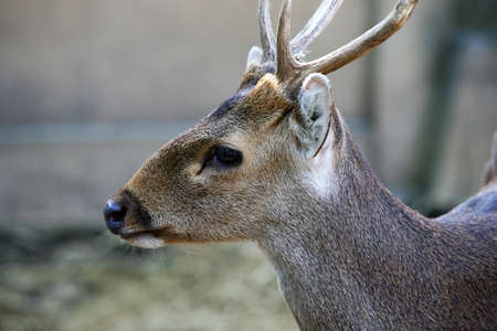 Doe detailed portrait isolated on forest background California. Yosemite National Parkの写真素材