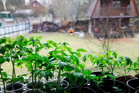 Tomato seedlings against the windowの写真素材