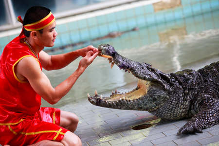 Thailand, Pattaya - November 2, 2009: Traditional for Thailand "Show of crocodiles". A zoo keeper teases a crocodile 02 november 2009. Thailand, Pattayaのeditorial素材