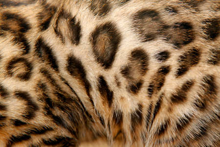 Natural pattern on bengal cat fur, real texture of feline peltの写真素材