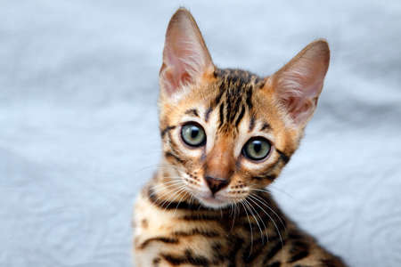 Small bengal kitten, isolated on blue backdrop.の写真素材