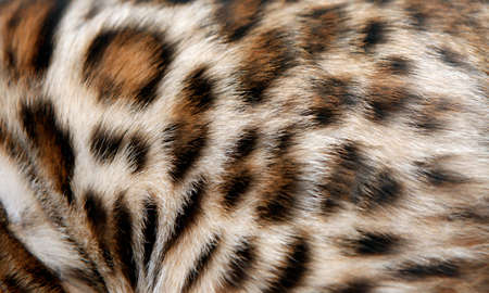 Natural pattern on bengal cat fur, real texture of feline peltの写真素材