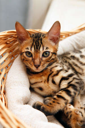 Small bengal kitten in a basketの写真素材