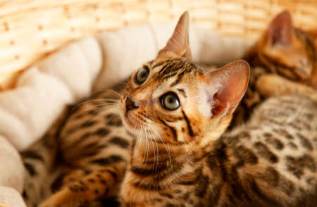 Small bengal kitten in a basketの写真素材