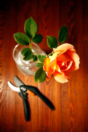 Beautiful rose and scissors on the wooden background