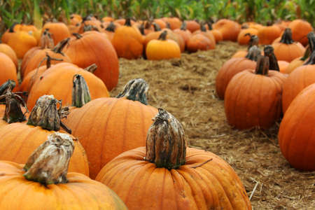 Many pumpkins. Fair of a pumpkin in California