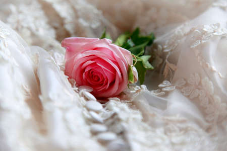Pink rose on a background of a veilの写真素材
