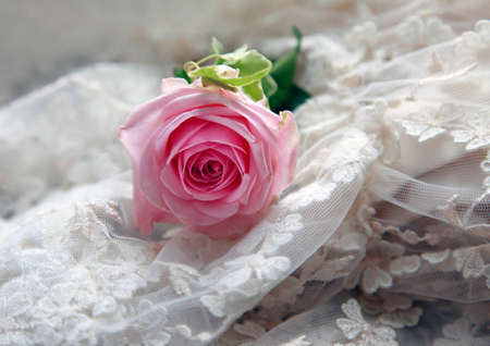 Pink rose on a background of a veilの写真素材