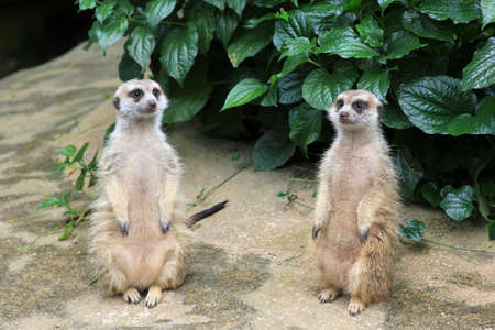 Meerkat or suricate (Suricata suricatta) is a small mammal and a member of the mongoose family.の写真素材