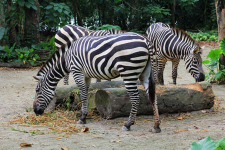 A herd of zebras in the forestの写真素材
