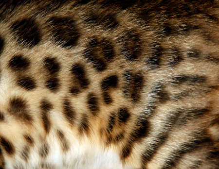 Natural pattern on bengal cat fur, real texture of feline peltの写真素材