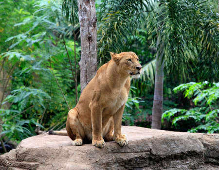 Lioness in the Bali zoo. Indonesiaの写真素材