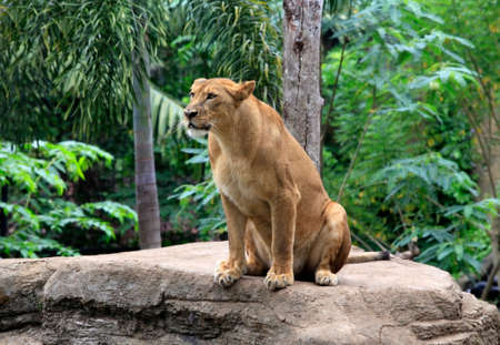 Lioness in the Bali zoo. Indonesiaの写真素材