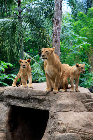 Family of lions in a zoo. Bali. Indonesiaの写真素材