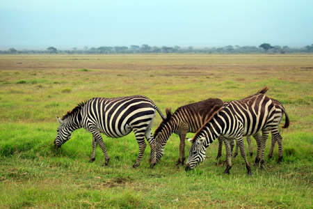 Zebras herd on savanna. Amboseli national park in Keniaの写真素材