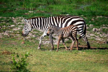 Zebras herd on savanna. Amboseli national park in Keniaの写真素材
