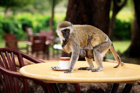 Monkey with a baby drinking from a cupの写真素材