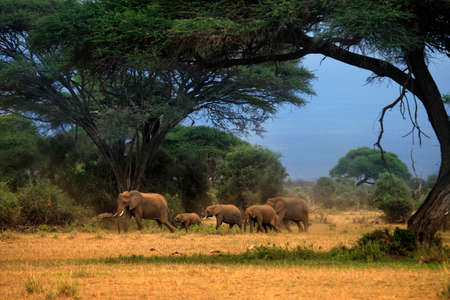 Elephants in Amboseli national park in Keniaの写真素材