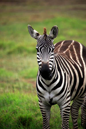 Zebra on savanna. Amboseli national park in Keniaの写真素材