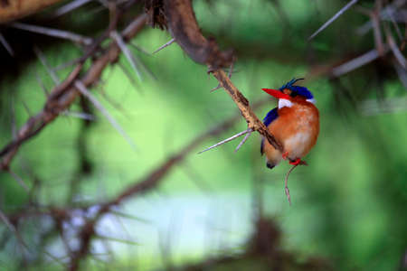 Portrait of female Common Kingfisher (Alcedo atthis)の写真素材