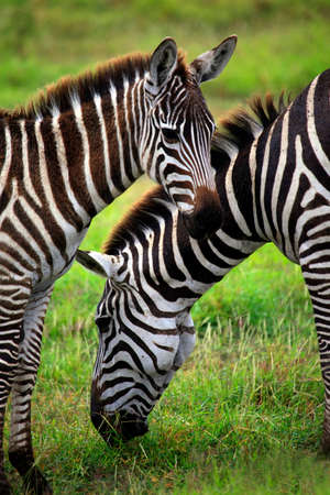 Zebras herd on savanna. Amboseli national park in Keniaの写真素材