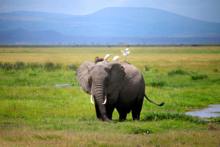 Elephants in Amboseli national park in Keniaの写真素材