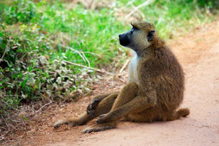 Baboon on road. Amboseli national park in Keniaの写真素材