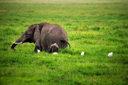Elephants in Amboseli national park in Keniaの写真素材