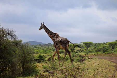 Free Giraffe in Tsavo National Park in Kenyaの写真素材