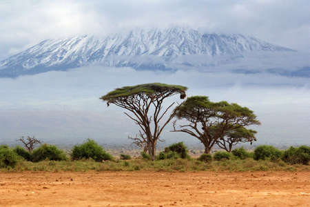 Mount Kilimanjaro, Kenia, the highest mountain in Africa.の写真素材