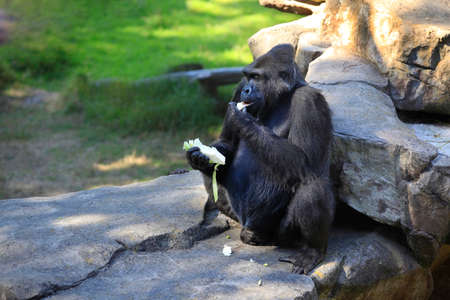 Gorilla eating cabbage in a zoo of San Franciscoの写真素材
