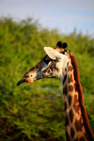 Free Giraffe in Tsavo National Park. Kenyaの写真素材
