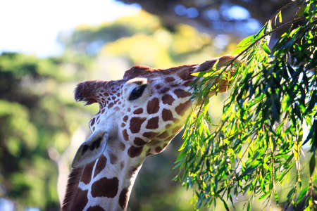 Free Giraffe in Tsavo National Park. Kenyaの写真素材