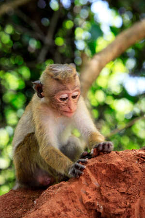 Portrait of the monkey in Sigiria, Sri Lankaの写真素材