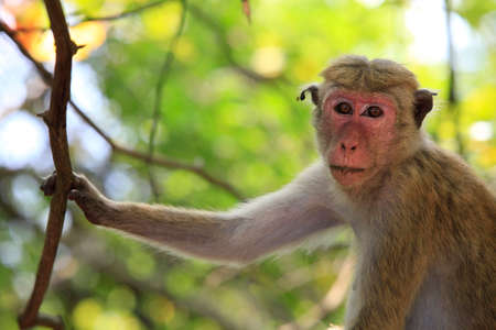 Portrait of the monkey in Sigiria, Sri Lankaの写真素材