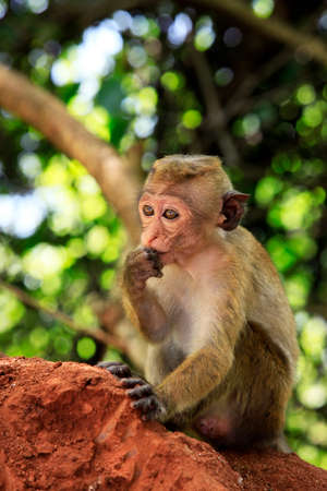 Portrait of the monkey in Sigiria, Sri Lankaの写真素材
