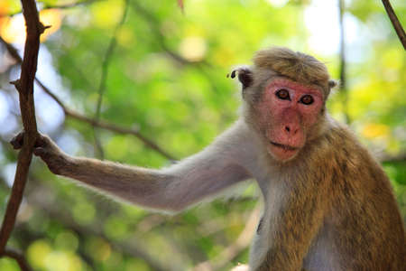 Portrait of the monkey in Sigiria, Sri Lankaの写真素材