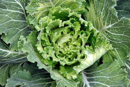 Fresh green Lettuce salad background