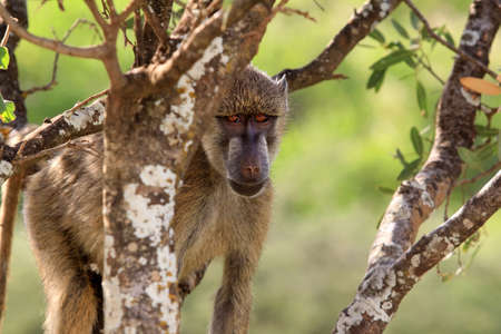 Baboon on tree. Amboseli national park in Keniaの写真素材